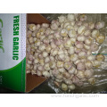 Normal White Garlic 2019 Crop